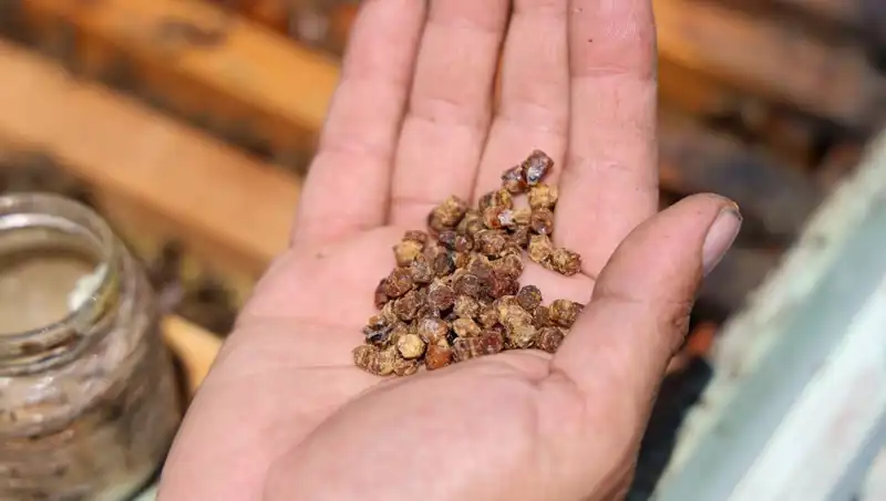 Fazla Bilinmeyen Mucizevi Bir Besin: Kilosu 3 Bin TL'ye Satılıyor