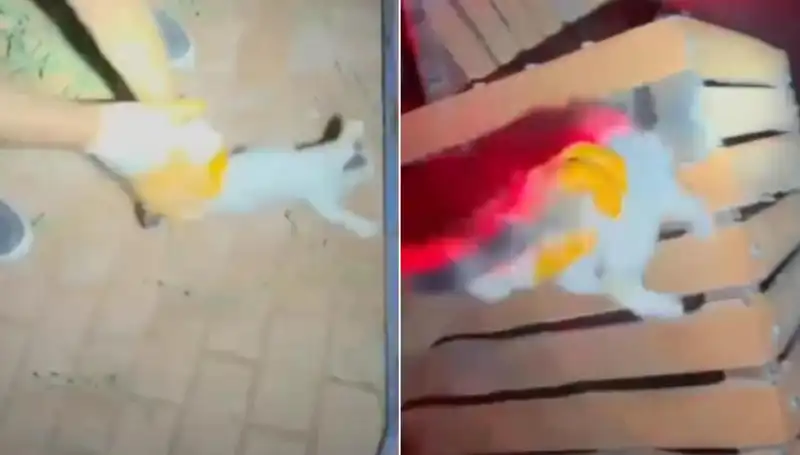 Gece Yarısı İtfaiye Ekipleri Kedi Kurtarma Operasyonu ile Hayat Kurtardı