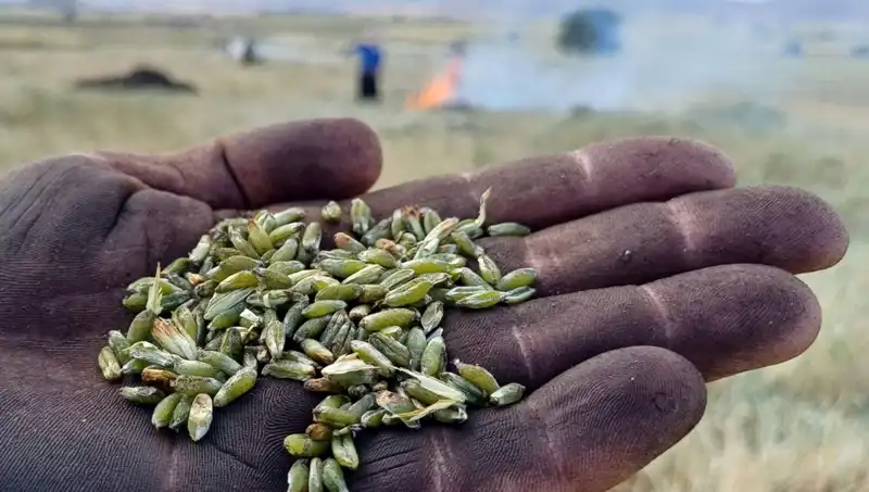 Firik Sezonu Başladı: Sağlık ve Lezzet Bir Arada