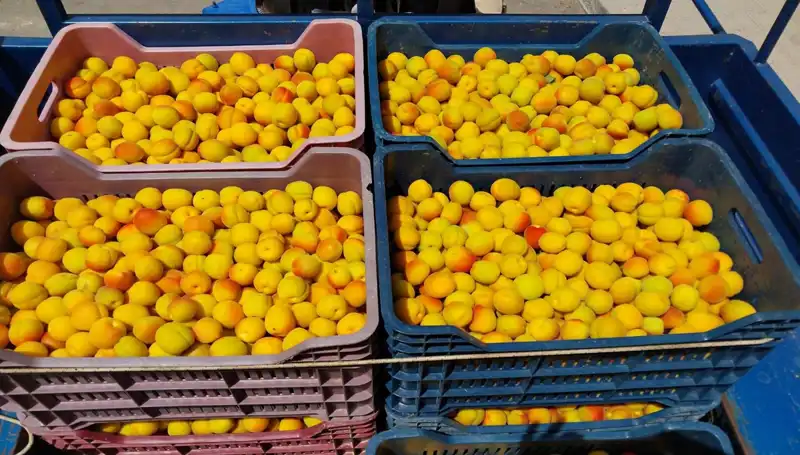İlk Hasat: 500 TL'den Taze Sebzeler Alıcı Sürekleriyle Buluştu