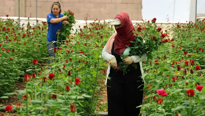 Anneler Günü’nde Gül Üreticileri Hız Kesmeden Çalışıyor: Fiyatlar 100 TL’ye Çıktı!