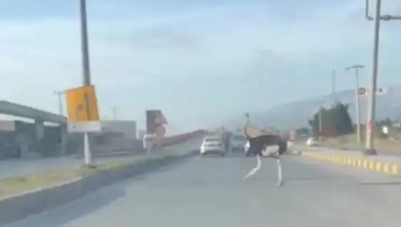 Hatay'da Trafikte Deve Kuşu Sürprizi: Araçlar Durduruldu!