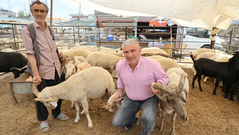 Kurban Bayramı Öncesi Fark Yaratan: Dört Boynuzlu Koçlar Pazarın Yıldızı Oldu