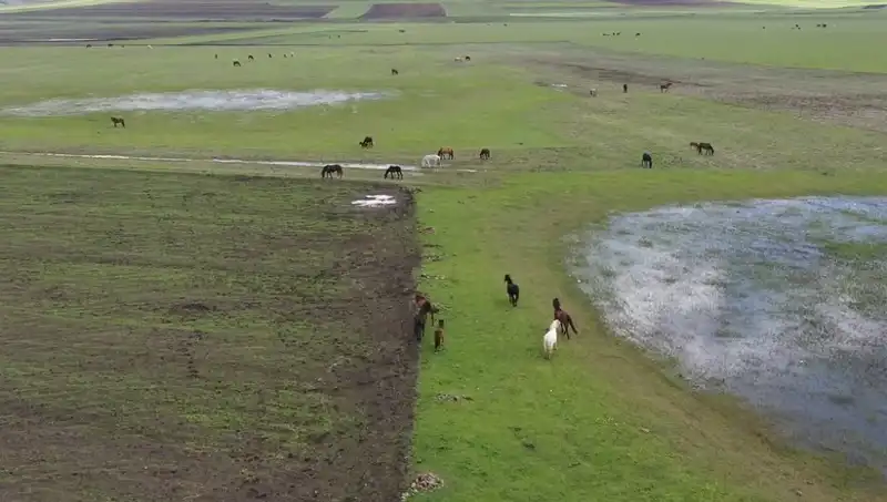Kars’ın Büyüleyici Doğasında Yılkı Atlarının Dansı