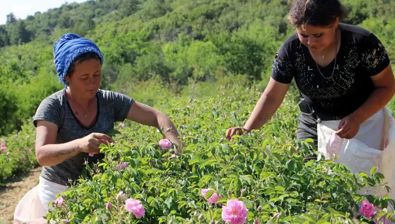 Zirai Donun Tarım Üzerindeki Etkisi: 2023'te Giden Ürünler