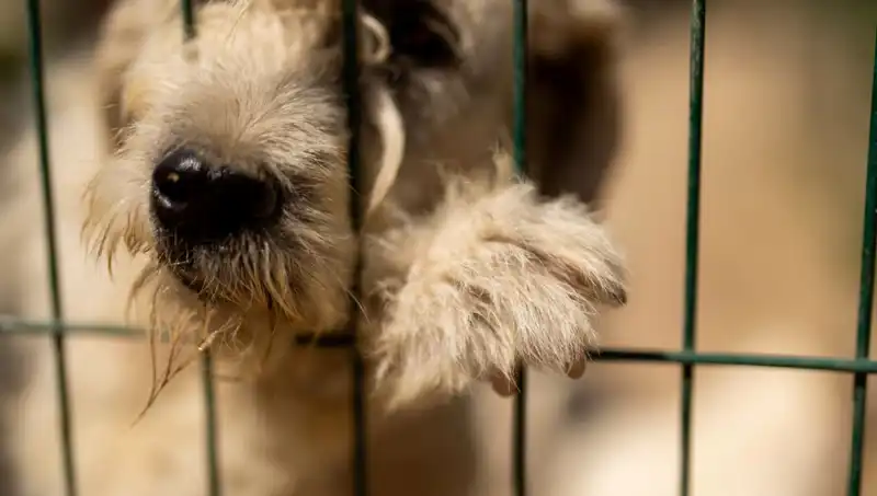 İş Stresi İle Mücadelede Köpeklerin Değeri: Ayrı Düşünülmüyor