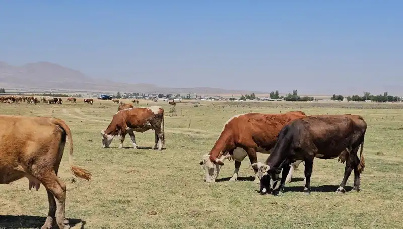 Arin Gölü'nün Kuruması: Su Sıkıntısının Gölgelediği Gelecek