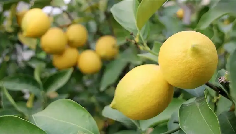 Limonun Fiyatı Dudak Uçuklattı: 24 Lira Oldu!