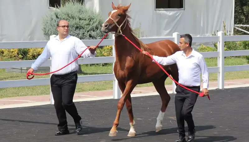 Taşkın Kral Rekorunu Kırdı: Doğanın Şaşırtan Yüzü!