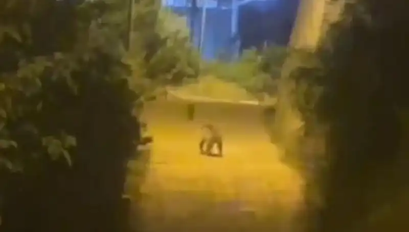 Gümüşhane'de Şehir Merkezine İnen Ayı Halkı Endişelendirdi