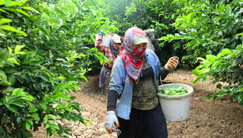 Markette Kilosu 150 Lirayı Aşan Sebzelere Alternatif Çözüm Daha Başladı
