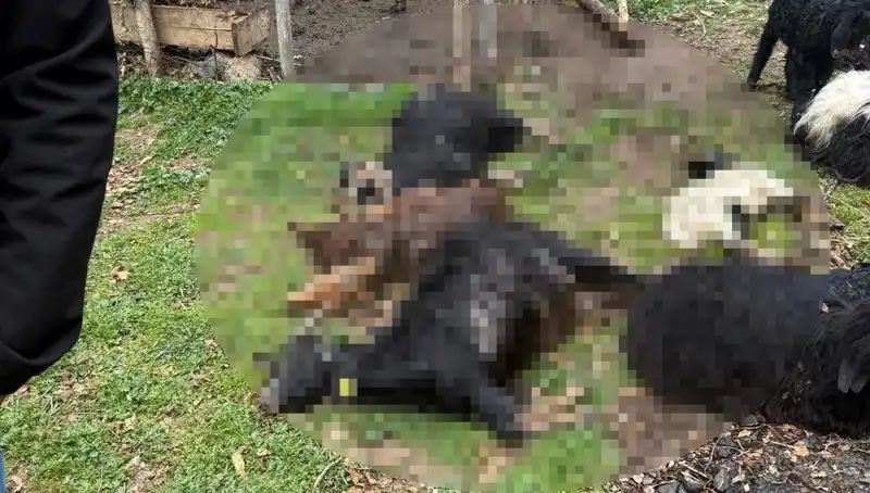 Sahipsiz Köpeklerin Koyunlara Saldırısı: 18 Keçi Telef Oldu!