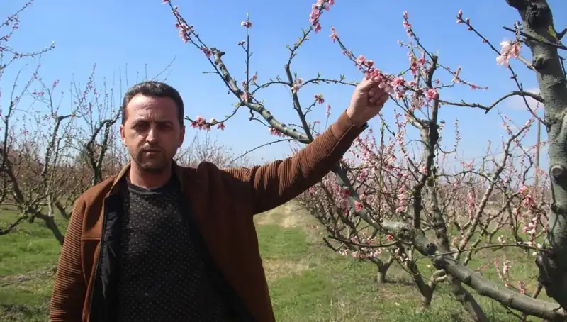 Çiçek Açan Ağaçlara Don Vurdu: Doğanın Dengesizliği Sonucu Neler Olacak?