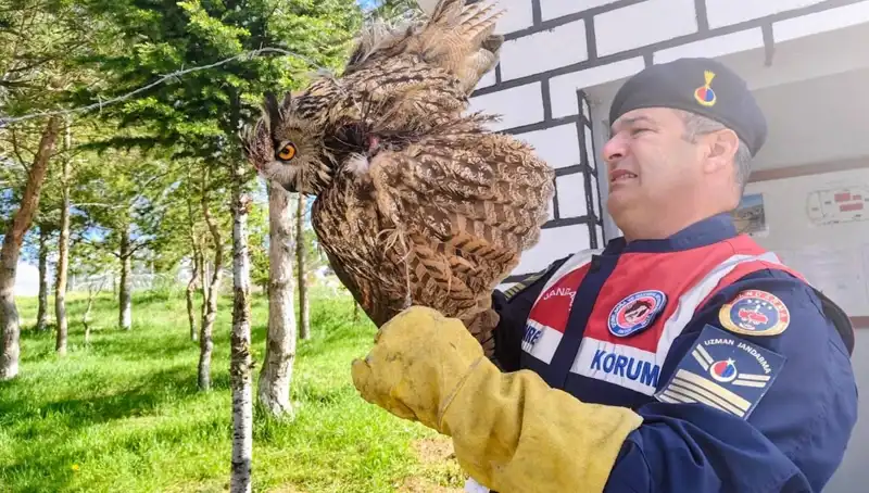 Dikenli Tellere Takılan Puhu, Hayata Döndürüldü: İlginç Kurtuluş Hikayesi