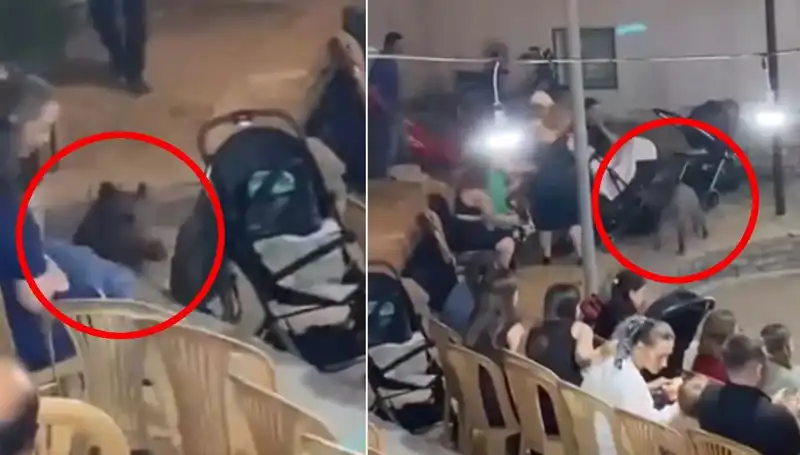 Yarıyıl Düğününde Yaban Domuzu Sürprizi: Konuklar Şaşkın!