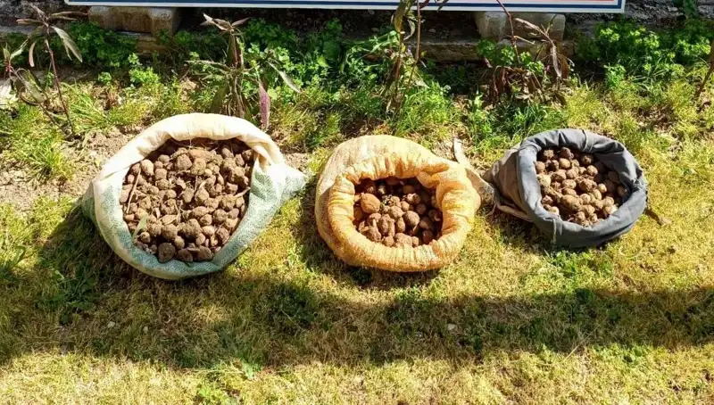 10 Kilo Salep Toplarken Yakalanan Şahısların Hikayesi