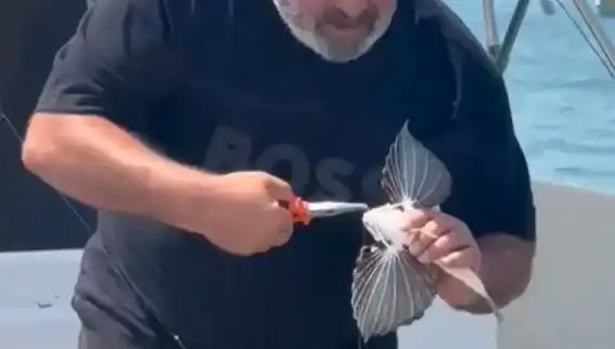 Saros’ta Nadir Görülen Kırlangıç Balığı Oltaya Takıldı: Balıkçıların Şansı mı?