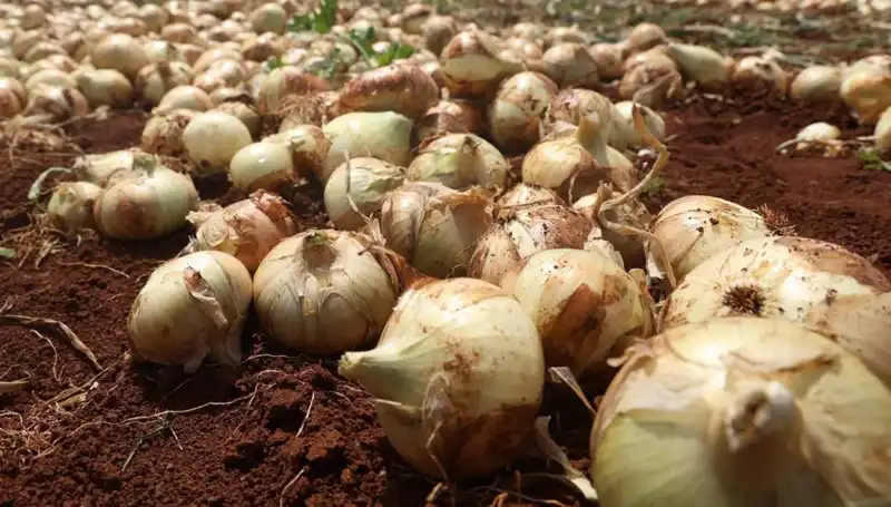 Hatay'da Soğan Hasadı Sezonu Açıldı: Çiftçiler Umutla Bekliyor