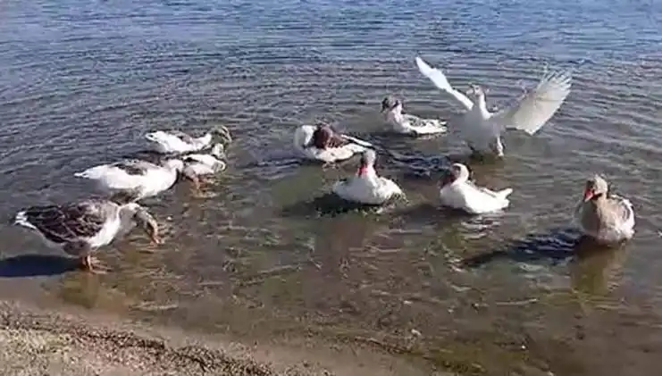 Denizde Yüzme Keyfi Şikayete Yol Açtı, Kazlar Kümese Hapsedildi!