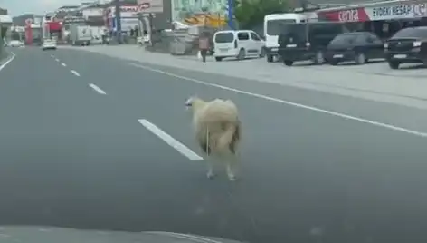 Yalova’da Kaçan Kurbanlık Hayvanlar Trafiği Kilitledi: O Anlar Sosyal Medyada Şok Yarattı