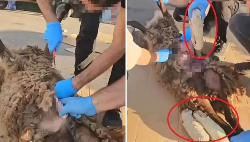 Zehir Tacirlerinin Şok Edici Oyununu Ortaya Çıkaran Skandal Olay