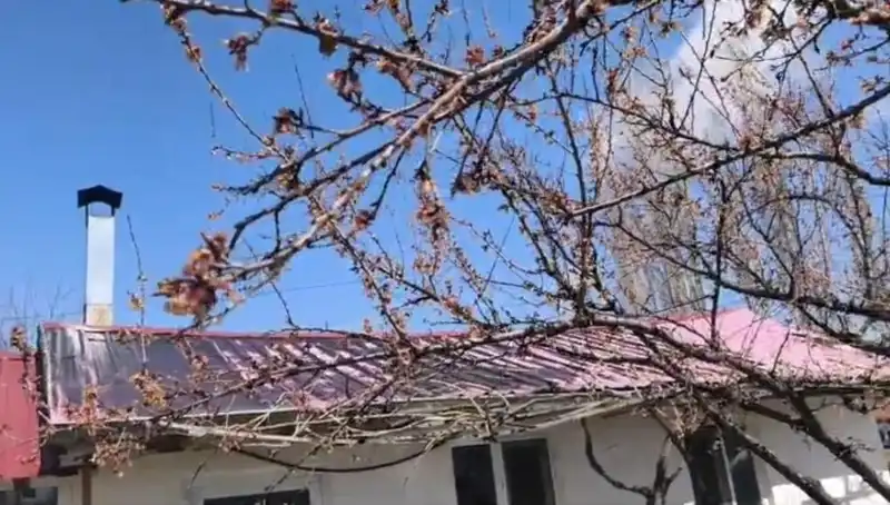 Dondurucu Soğuklar Kayısı Üretimini Tehdit Ediyor: Üreticilerin Endişesi Büyük!