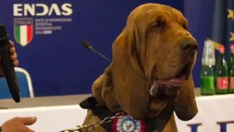 Arama Köpeğine Suikast İddiası: Çivili Sosisle Öldürüldü