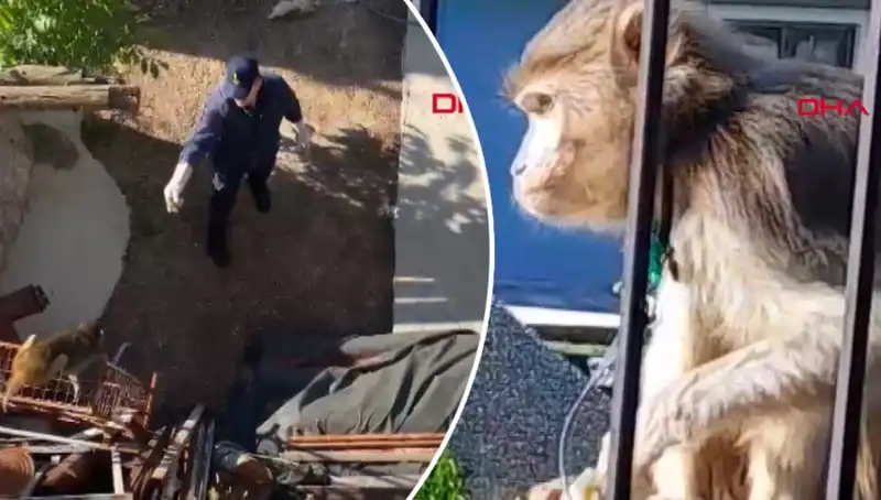 Muğla'da Şaşırtan Maymun Kovalaması: Mahalle Sakinlerinin Heyecanlı Takibi